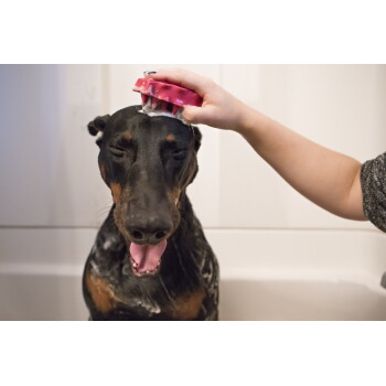 Schwarz-brauner Dobermann in der Badewanne, Augen geschlossen und Zunge herausgestreckt, während eine Hand seinen Kopf mit einer rosa, seifigen Bürste schrubbt.