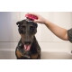 Schwarz-brauner Dobermann in der Badewanne, Augen geschlossen und Zunge herausgestreckt, während eine Hand seinen Kopf mit einer rosa, seifigen Bürste schrubbt.