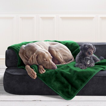 Ein grauer Weimaraner, der auf einem schwarzen Sofa mit einer grünen Decke schläft, neben einem kleinen schwarzen Pudel, der aufrecht sitzt.