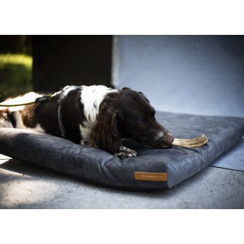 Ein brauner und weißer Hund liegt auf einem grauen Haustierbett und kaut auf einem Knochen, mit einer angehängten Leine.