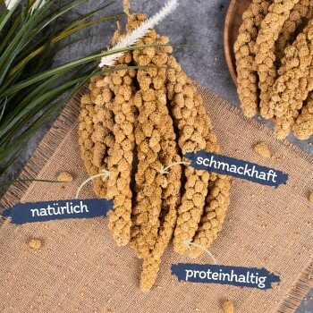 Ein hölzernes Vogelhaus neben einem Teller mit Hirsehalmen, mit einem kleinen braunen Vogel, der in der Nähe auf einem Bett aus Kieselsteinen und Moos steht.