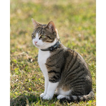 Getigerte und weiße Katze sitzt im Gras und trägt ein schwarzes Halsband mit einem kleinen Anhänger mit gelbem Text.
