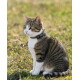 Getigerte und weiße Katze sitzt im Gras und trägt ein schwarzes Halsband mit einem kleinen Anhänger mit gelbem Text.