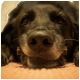 Nahaufnahme eines schwarzen Hundes, der seinen Kopf auf einem Teppich ruht, mit einem Hundeleckerli im Mund und einem konzentrierten Ausdruck.