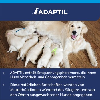 Golden Retriever Mutter säugt mehrere Welpen auf Holzboden; ADAPTIL-Logo und deutscher Text über beruhigende Pheromone.