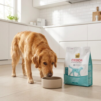 Un golden retriever renifle une gamelle à côté d'un sac de nourriture vétérinaire hypoallergénique Select Gold Medica pour chiens dans une cuisine lumineuse. – Généré par IA