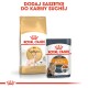 Torba z karmą dla dorosłych kotów Royal Canin Sphynx i saszetka mokrej karmy Intense Beauty z napisem 'DODAJ SASZTKĘ DO KARMY SUCHEJ' powyżej.