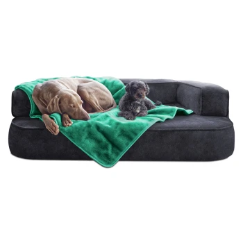 Ein großer brauner Hund und ein kleiner schwarzer Hund ruhen auf einer dunkelgrauen Couch, die mit einer lebhaft grünen Decke bedeckt ist.