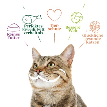 Nahaufnahme einer glücklichen getigerten Katze mit einem weißen Schnurrbart, umgeben von bunten Textblasen über Haustierpflege und Wohlbefinden.