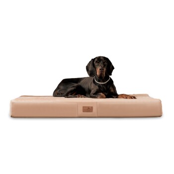 Ein schwarzer Dobermann liegt auf einem beigen Hundebett mit einem Logo-Tag, das Komfort und Stil zeigt.