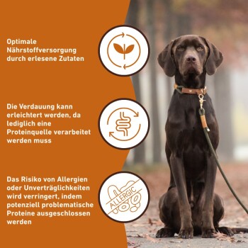 Schokoladenfarbener Labrador an der Leine neben orangefarbener Infografik mit Text: Ernährung, Verdauung, Allergie („ALLERGISCH“).