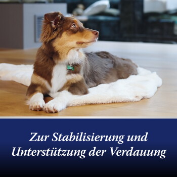 Braun-weiß gefleckter Hund auf weißer Matte, grünes Schild; Text: 'Zur Stabilisierung und Unterstützung der Verdauung'.