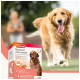 Ein Golden Retriever, der auf Gras läuft, mit einer Box von Beaphar 'Bonbons' mit Lachsöl, die Lachsöl, Omega 3 & 6 enthält.
