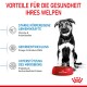 Ein schwarz-weißer Welpe sitzt neben einer roten Royal Canin-Schüssel, die mit Trockenfutter gefüllt ist, und fördert die Immunität und Gehirnentwicklung.