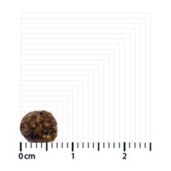 Un gros plan d'une petite friandise ronde pour animaux de compagnie sur une grille de mesure, montrant sa taille par rapport à une règle marquée en centimètres.