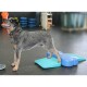 Ein blauer Heeler-Hund steht auf einer blauen Balance-Trainingsplattform in einer gym-ähnlichen Umgebung und sieht glücklich und aufmerksam aus.