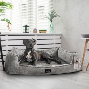 Ein graues Hundebett mit einem schwarz-weißen Hund, der darauf entspannt, in einem hellen Raum mit Pflanzen und dekorativen Gegenständen im Hintergrund.