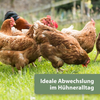 Mehrere braune Hennen scharren im Gras; grünes Banner: „Ideale Abwechslung im Hühneralltag“