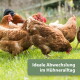 Mehrere braune Hennen scharren im Gras; grünes Banner: „Ideale Abwechslung im Hühneralltag“