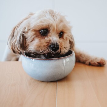 Ein kleiner, flauschiger Hund mit hellbraunem Fell ruht seinen Kopf in einer grauen Keramikschüssel auf einem Holztisch und sieht zufrieden aus.
