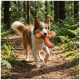 Bruin-witte Border Collie op een bospad met een oranje hondenspeeltje met drie punten in zijn bek.