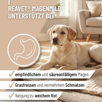 Ein Glasbehälter gefüllt mit hellbraunem Pulver, begleitet von einem kleinen weißen Messlöffel.