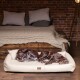 Zwei braune Hunde schlafen auf einem cremefarbenen Haustierbett in einem gemütlichen Raum mit einer Ziegelwand und einem Holzbett im Hintergrund.
