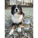 Ein flauschiger schwarz-brauner Hund sitzt auf frostem Gras neben einer Dose Hundefutter mit der Aufschrift "FREILAND-MENU Huhn."