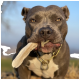 Eine Nahaufnahme eines grauen Pitbulls mit auffälligen bernsteinfarbenen Augen, der einen Rinderhautknochen im Mund hält, vor einem verschwommenen Hintergrund im Freien.