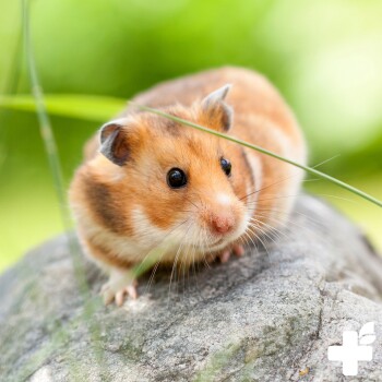 Eine Nahaufnahme eines neugierigen goldenen Hamsters mit braunem und weißem Fell, der auf einem Stein sitzt, umgeben von grünem Gras.