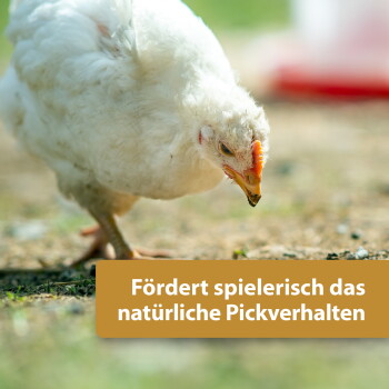Weißes Huhn pickt auf dem Boden, Schmutz am Schnabel; deutscher Text: „Fördert spielerisch das natürliche Pickverhalten“