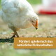 Weißes Huhn pickt auf dem Boden, Schmutz am Schnabel; deutscher Text: „Fördert spielerisch das natürliche Pickverhalten“