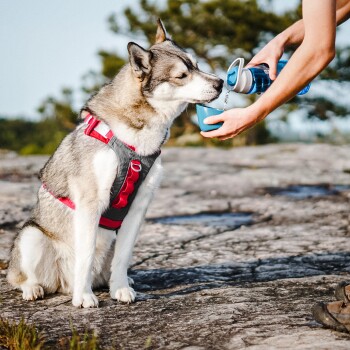 Ein sibirischer Husky, der ein rotes und graues Geschirr trägt, sitzt auf einer felsigen Oberfläche, während eine Person Wasser aus einer blauen Flasche in eine Schüssel gießt.