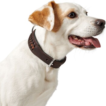 Eine Nahaufnahme eines weißen Hundes, der ein stilvolles braunes Lederhalsband mit einem geflochtenen Design und einer silbernen Schnalle trägt.