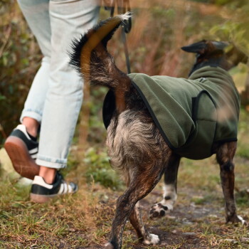 Ein Seitenprofil eines schwarz-braunen Hundes, der eine gemütliche olivgrüne Fleecejacke trägt, das sein Fell und seinen aufmerksamen Ausdruck zeigt.