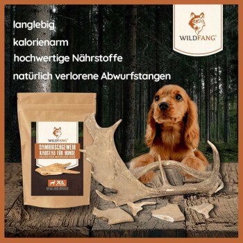 Ein Cocker-Spaniel-Welpe sitzt neben "WILDFANG" Rehgeweih-Kauspielzeugen, die für ihre Langlebigkeit, kalorienarmen und nährstoffreichen Eigenschaften bekannt sind.