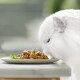 Eine flauschige weiße Katze beugt sich vor, um einen Teller mit feuchtem Katzenfutter zu schnüffeln, der mit einem Zweig grüner Kräuter garniert ist und auf einer hellen Oberfläche steht.
