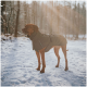 Ein brauner Hund trägt einen warmen, dunkelgrünen Mantel und steht auf schneebedecktem Boden in einem Wald, während Sonnenlicht durch die Bäume filtert.