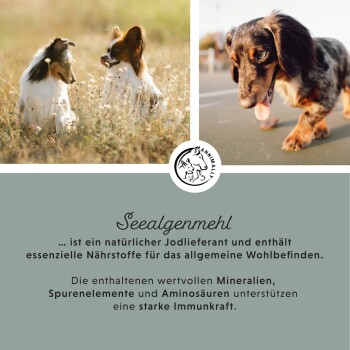 Bild zeigt zwei Hunde auf einer Wiese und einen Hund auf einem Weg, mit Text über Algenmehl als natürliche Jodquelle für die Gesundheit von Haustieren.