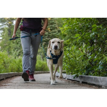 Eine Person führt einen hellen Hund auf einem Holzweg, umgeben von Grün, beide tragen bequeme Outdoor-Bekleidung.