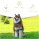 Flüssige organische Bierhefe für Haustiere, mit natürlichen B-Vitaminen, geeignet für Hunde und Katzen jeden Alters, 1 Liter.