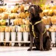 Schokoladenfarbener Labrador trägt ein gelbes, gemustertes Geschirr und sitzt drinnen mit Blumensträußen in Metallkübeln im Hintergrund.