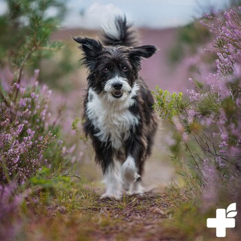 Ein glücklicher schwarz-weißer Hund, der durch ein Feld mit lila Blumen läuft, umgeben von Grün.