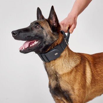 Nahaufnahme eines glücklichen Belgischen Malinois, der ein schwarzes Halsband trägt, mit einer Person, die das Halsband hält.