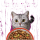 Graugestreifte Katze lugt über eine Schale mit Trockenfutter auf lila Hintergrund; Text: 'Geschmack, den Katzen lieben. Ernährung, der man vertrauen kann.'