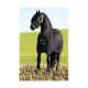 Ein schwarzes Pferd, das eine Rambo-Decke trägt, steht auf einem Feld mit Stoppeln und zeigt seine lange Mähne und einen Halfter.