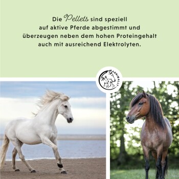 Zwei Pferde: ein weißes Pferd, das am Strand läuft, und ein braunes Pferd in einer grünen Umgebung. Der Text spricht über Pellets für aktive Pferde.