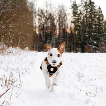 Ein kleiner Hund, der ein schwarzes Geschirr mit gelbem Emblem trägt, läuft durch eine verschneite Landschaft, umgeben von Bäumen im Hintergrund.