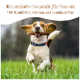 Ein glücklicher Hund kaut auf einem Olivenholzstock, mit dem Text: "Olivenholz-Kaustab für Hunde" und "100% natürlich, chemie- und zusatzstofffrei."