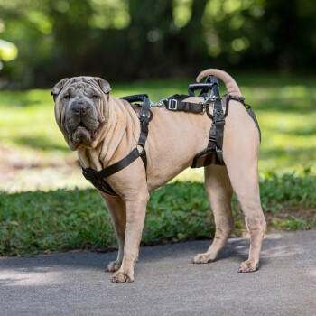 Ein hellbrauner Shar Pei-Hund, der ein schwarzes Geschirr trägt, steht auf einem Weg umgeben von grünem Gras und Bäumen und schaut direkt in die Kamera.